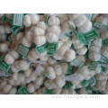 Supply All The Year Pure White Garlic